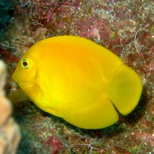 Herolds Angelfish