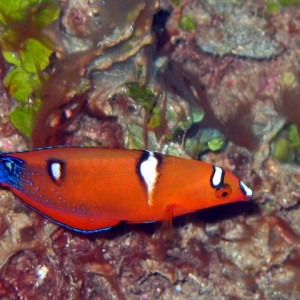 Yellowtail Coris Juv