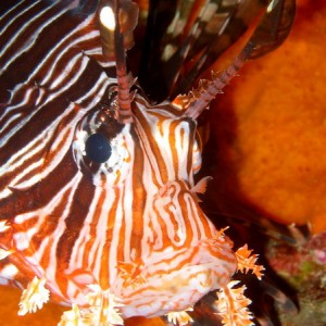 Large Lionfish Head