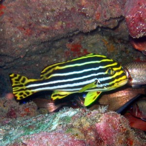 Oriental Sweetlips