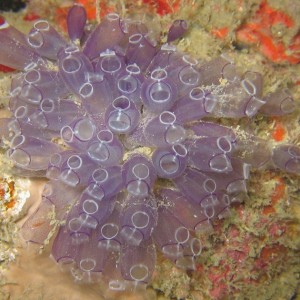 painted tunicate