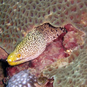 Moray Eel