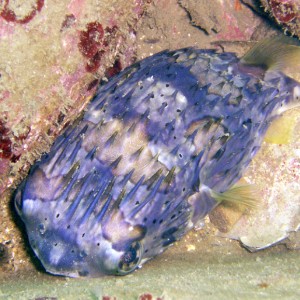 Balloonfish