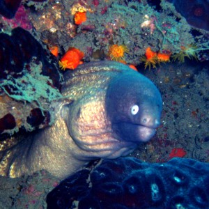 White Eyed Moray