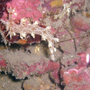 Nudibranch Bornella Stellifer