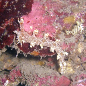 Nudibranch Bornella Stellifer