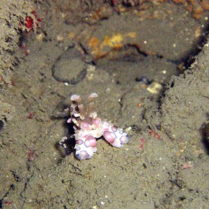 Harlequin Shrimp