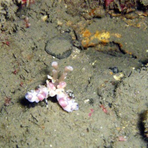 Harlequin Shrimp