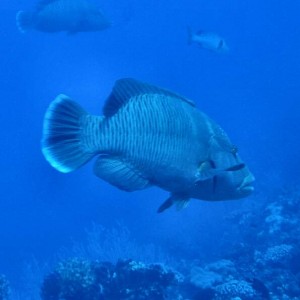 Napolean Wrasse