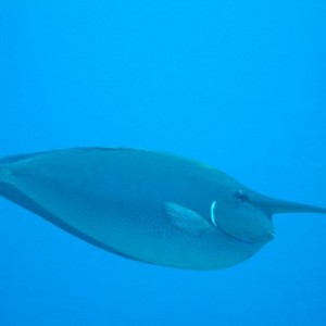 unicornfish_-_Sharm