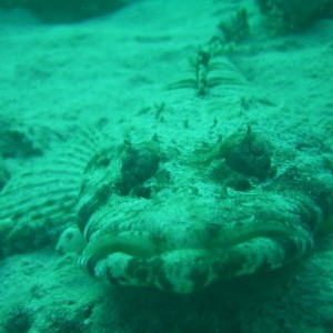 crocodilefish_-_Sharm