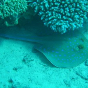 bluespotted_stingray_-_Sharm