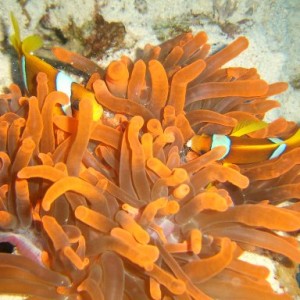 anemone_-_Sharm