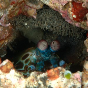 komodo_mantis_shrimp