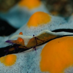 lembeh_emperor_shrimp_on_nudibranch