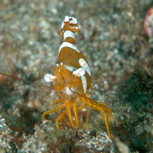 lembeh_harlequin_shrimp