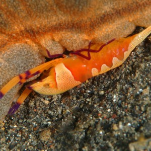 lembeh_shrimp_on_sea_cucumber