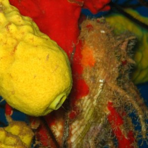 Bonaire Sponges