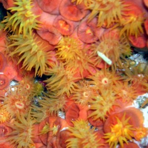 Orange Cup Coral Bonaire