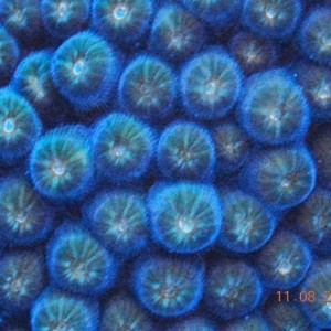 Star Coral Closeup Bonaire