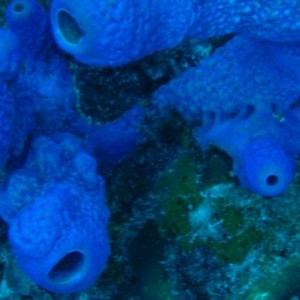 Blue Vase Sponge