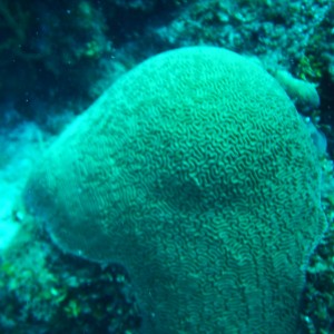 Jamaica - Huge Brain Coral