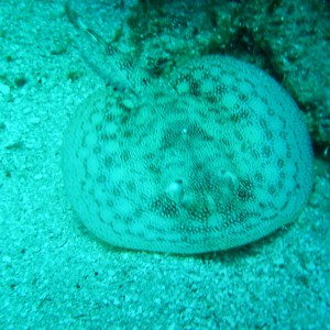 Jamaica - Small spotted stingray