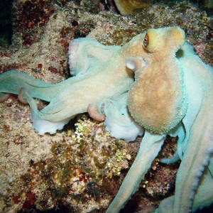 Cayman Brac Underwater - Octoput