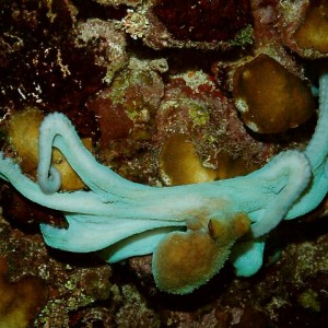 Cayman Brac Underwater - Octopus