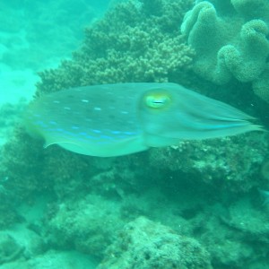 Cuttle fish