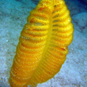 Large Sea Pen