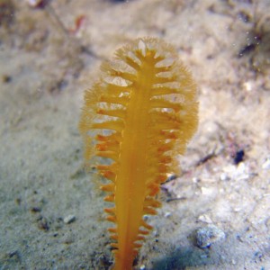 Medium Sea Pen