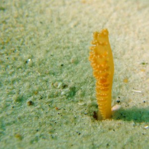 Small Sea Pen