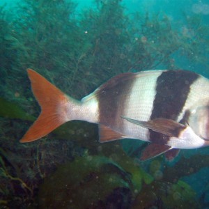 Magpie Perch