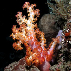 Red Tree Coral