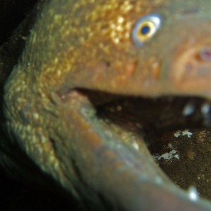 Moray_Eel