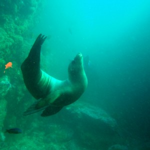 Posing_Seal