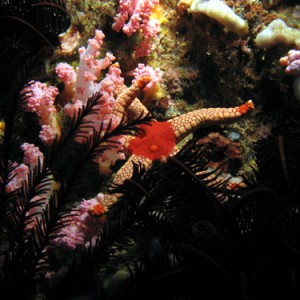 galerastarfish01