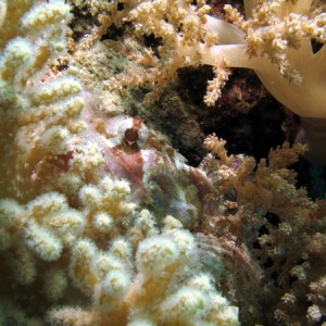 romblonhiddenfish01