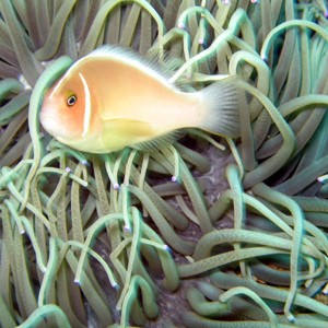 galeraclownfish02