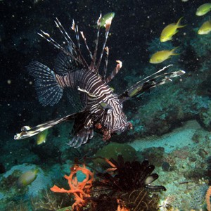 galeralionfish01