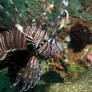 galeralionfish02