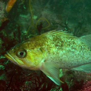 Kelp Rockfish