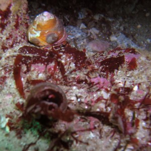 Brown Turban Snail