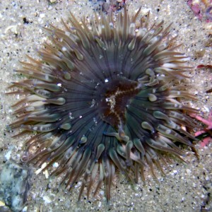 Fish eatin anemone