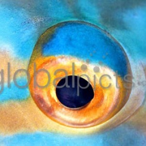 Eyeball of Parrotfish