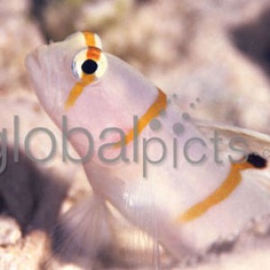 Shrimp Goby