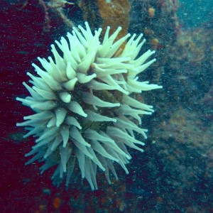 Anemone