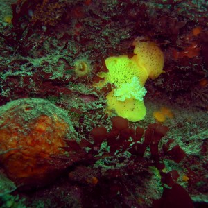 Sea Lemon & Orange Puff Ball  Sponge