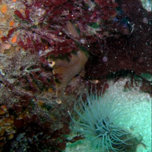 Tube anemone and star fish